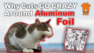 Why Do Cats GO CRAZY Around Aluminum Foil?!