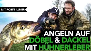 5 WICHTIGE TIPPS für ERFOLGREICHES Angeln auf DÖBEL mit Robin Illner - Hähnchenleber als Köder?🤔