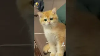 tingnan nyo ang mga  pusa maka tawag kayo deto 🤣🤣🤣