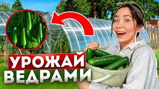 5 ЛУЧШИХ СОРТОВ ОГУРЦОВ! Легкий способ выращивания