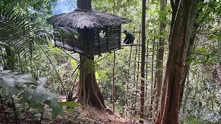 Solo Bushcraft: Complete the Bushcaft house on top of a dry tree. 1 year living in the  forest.