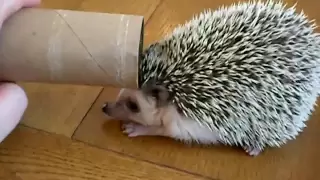 Dog Scared of Hedgehog