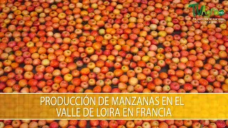 Produccion de Manzanas en el Valle de Loira en Francia- TvAgro por Juan Gonzalo Angel Restrepo