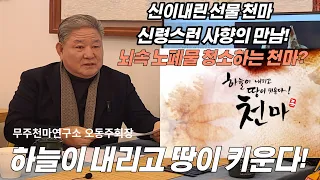 [뇌건강] 당뇨에 좋고 뇌혈류량 증가 효과! 신이내린선물 최고의 선물👍무주천마연구소 / 중풍 전조증상/두통/뒷목 뻣뻣/ 수족냉증/ 천마사향원