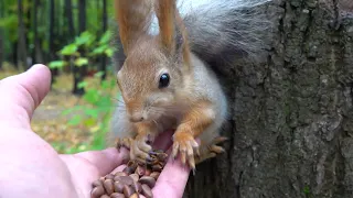 Балерина и другие голодные белки / Ballerina and other hungry squirrels