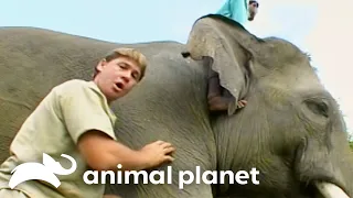 The Endangered Elephants of the Sumatra | The Crocodile Hunter | Animal Planet