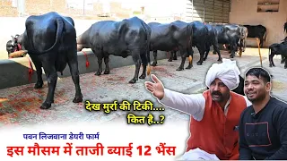 इस मौसम में ताजी ब्याई 12 भैंस || Pawan Lijwana Dairy Farm, Jind