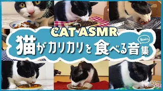🍙🐈ASMR｜[90min] Collection of chewing sounds of cats eating dry food [High quality sound/].