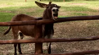 Poncho the Angry Donkey Braying Loudly