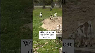 Baby Goats Running & Reacting To Treats #babygoats #cutebabygoats #funnygoat #nigeriandwarfgoats