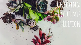 Plant Mail | Unboxing New Succulents