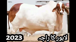 First Cow Qurbani of Bakra Eid 2022 at Cattle Market Karachi #karachi #dangerous #mandi #animals