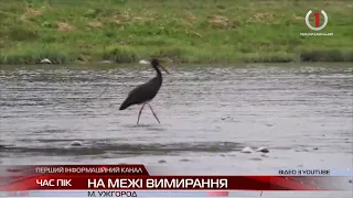 В Закарпатських лісах зникають рідкісні чорні лелеки