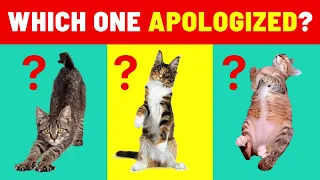 Is Your Cat Trying to SAY SORRY to You? 9 HIDDEN SIGNS Your Cat is APOLOGIZING!