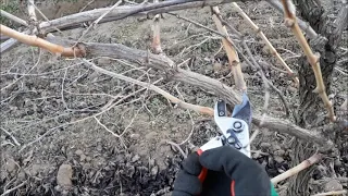 Bağ budaması, budakta yedeğin önemi, budakta üzüm çubuğu nasıl seçilir