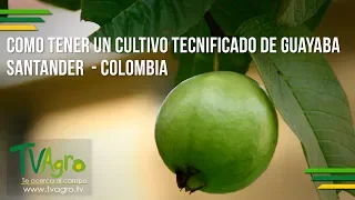 Como Tener un Cultivo Tecnificado de Guayaba  Santander  - Colombia - TvAgro por Juan Gonzalo Angel
