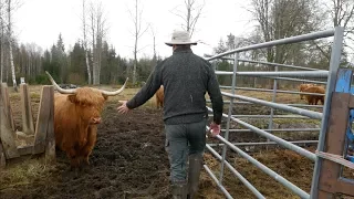 How To Handle A Highland Bull