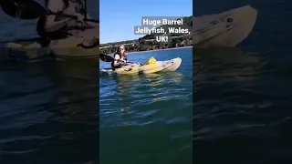 Huge Barrel Jellyfish, UK! #shorts #jellyfish #wales #kayaking #animals