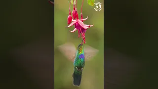 Wonderful Small Birds | Relaxing Sounds | Birds Chirping | Hummingbirds | Stress Relief