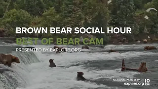 Brown Bear Social Hour!  20 Bears At the Falls!| Best of Bear Cam