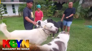 KBYN: 30 naglalakihang aso inaalagaan sa isang dog farm sa Cavite