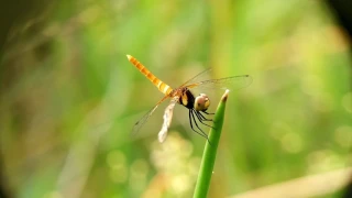 Luar Biasa!! Membuat Video Macro hanya dengan Kamera Handphone