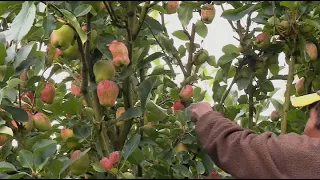 Variedad anna para cultivar manzana en clima templado - La Finca de Hoy