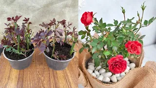 You will know one more way to propagate roses when you know this