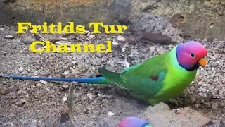 The Plum-Headed Parakeet Voice