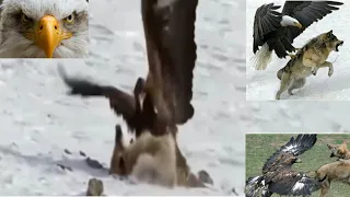 The Best Of Eagle Attacks 2021 - Most Amazing Moments Of Wild Animal Fights! Wild Animals