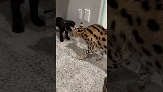 Servals meet Cane Corso Puppy! #shortsviral #canecorso #canecorsopuppies #servalcats #servals #love