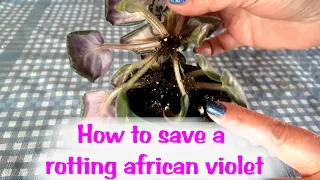How to save an african violet dying from root rot, comment sauver un violette de pourriture racines