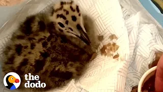 Rescue Baby Seagull Learns To Fly Away In Just 6 Weeks | The Dodo