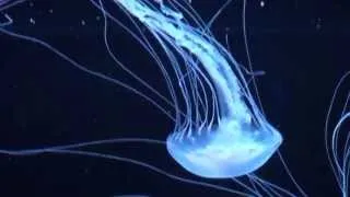 Color Changing Jelly Fish