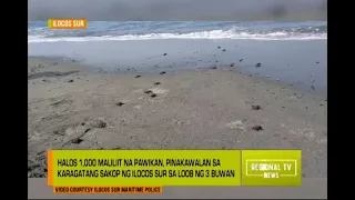 Regional TV News: Sea Turtle Hatchlings