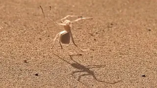 Spider Ninja doing flips