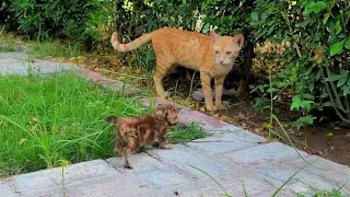 Tiny kitten is sad because his mother abandoned him