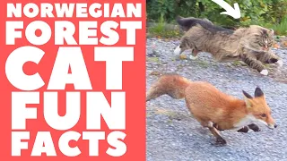 Norwegian Forest Cats 101 : Fun Facts