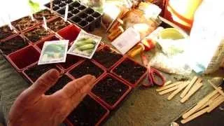 For New Gardeners: How to Seed Start Cucumbers Indoors: Plant Different Sizes! - MFG 2014