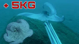 MASSIVE OCTOPUS SPEARFISHING - Pesca Submarina de GRANDES PULPOS