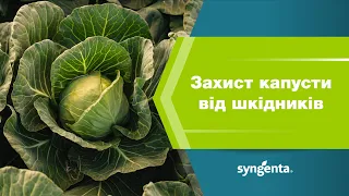 Захист капусти від шкідників