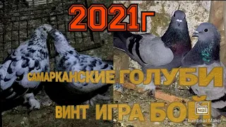 САМАРКАНДСКИЕ ГОЛУБИ МАРУФА АБДУРАХИМОВА 2021г PIGEONS