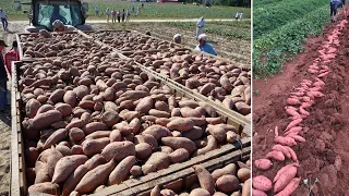 Amazing Sweet Potato Agriculture Sweet Potato Farming & Sweet Potato Harvesting Potato Cultivation