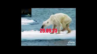 10 Creepy Polarbear Video Comparisons #2 - 29.09.23 (All from Tiktok)