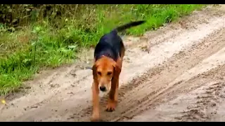 ПЕРВЫЙ РАЗ В ЛЕС ! Р.Г. Свирель 3, 5 мес . и Говоруша . вл. Шатров В.А.