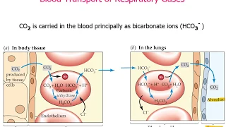 Human Physiology - Respiratory Lecture 6b Part 2