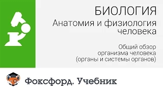 Анатомия и физиология человека: Общий обзор организма человека. Центр онлайн-обучения «Фоксфорд»