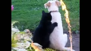 Epic cat videos Cute, funny and scary kitten all in one