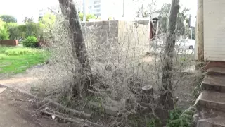 Нашествие гусениц (горностаевая моль в Казани) (видеорепортаж)