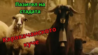 Каракачанското куче - пазителят на стадата